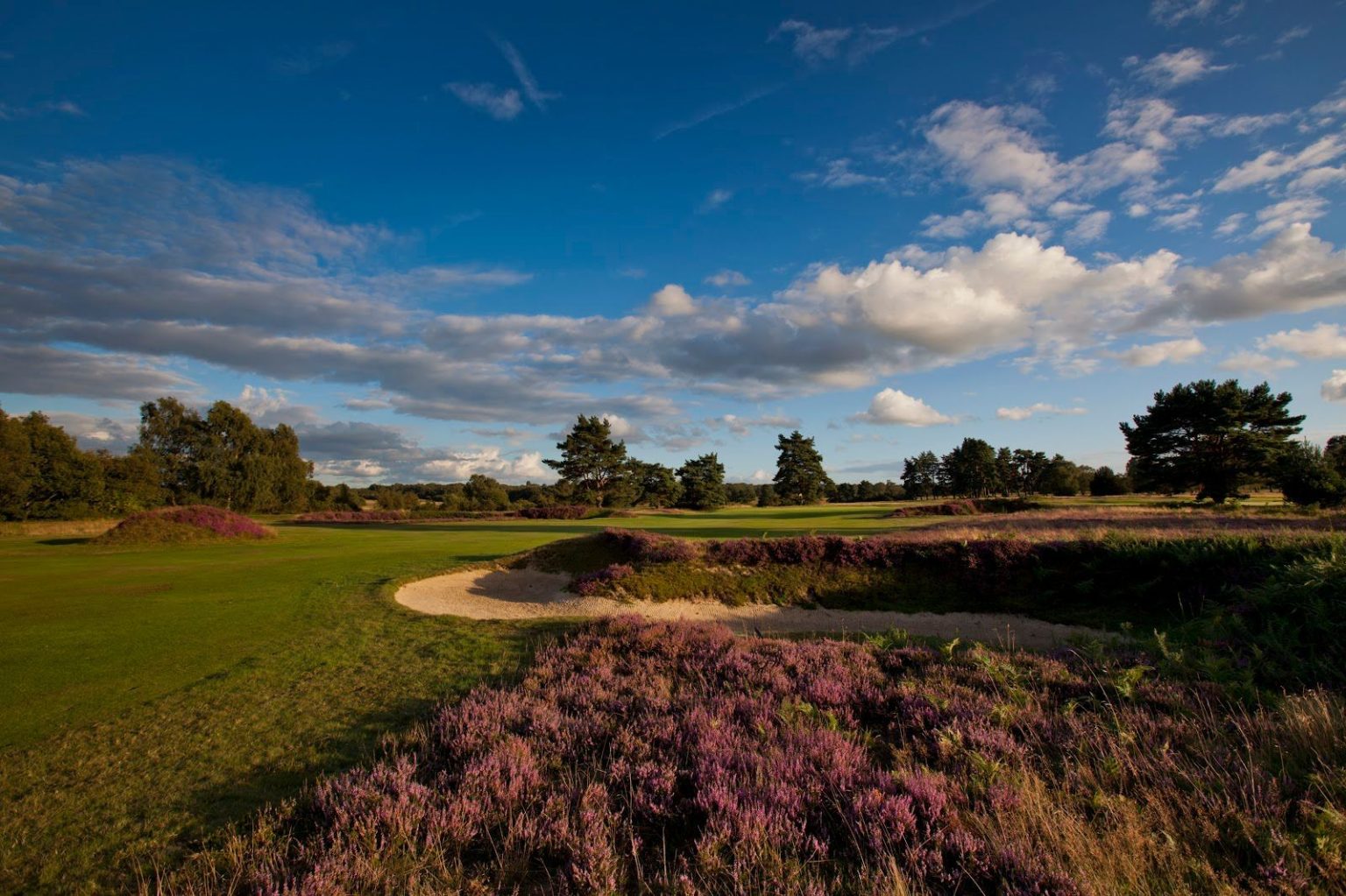 Walton Heath Old Course heathland with purple heather and bunkers